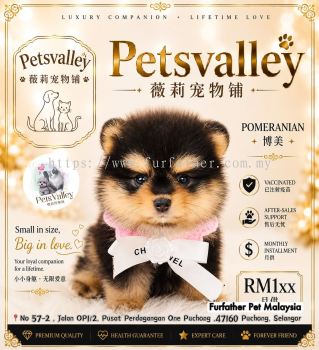 Pomeranian ����