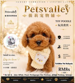 Poodle 泰迪贵宾