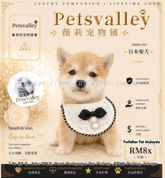 Shiba Inu ��Ȯ