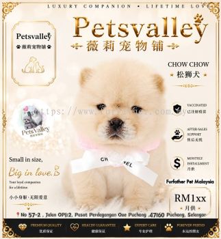 Chow Chow ��ʨȮ