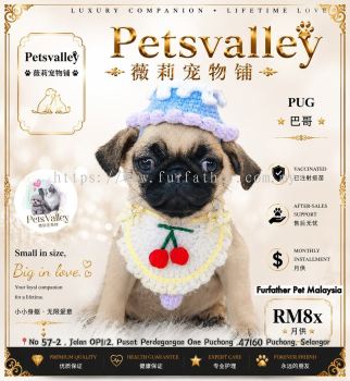 Pug �͸�
