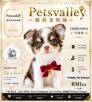 Chihuahua ������