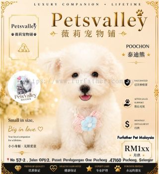 Poochon ̩����