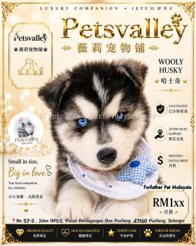 Wooly Husky ��ʿ��