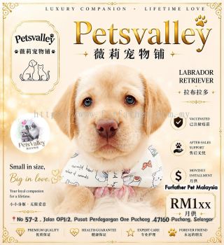 Labrador Retriever ��������
