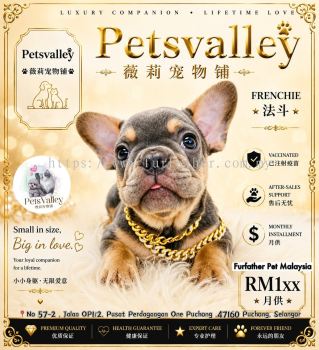 French Bulldog ����