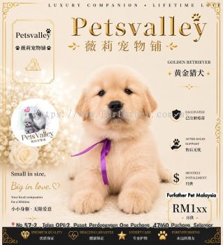 Golden Retriever �ƽ���Ȯ