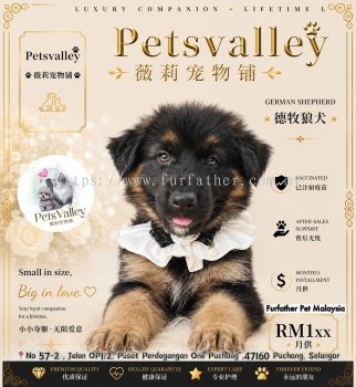 German Shepherd �¹�����Ȯ