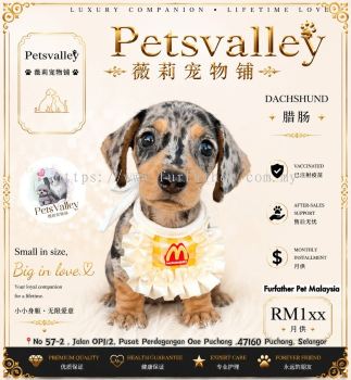 Dachshund ������