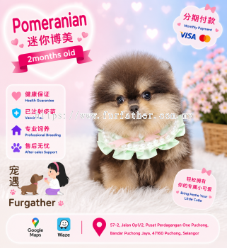 Pomeranian ����