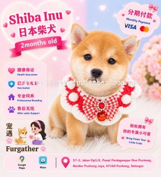 Shiba Inu ��Ȯ