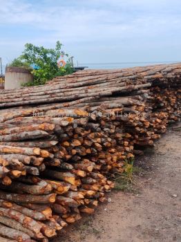 Wood Tree Trunk Log Stock