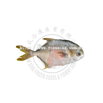 ���� 1/1.2kg