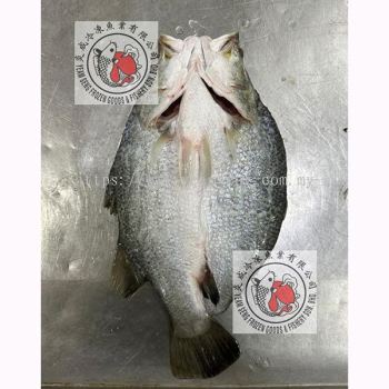 Frozen Barramundi Butterfly Cut