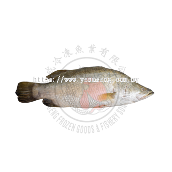Frozen Barramundi Whole Round
