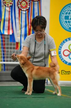 Dog Show Leash