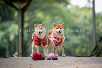 Champion Shiba Inu Puppy - Top Quality Breed from Trusted Breeders