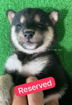 Black Shiba Inu Puppy Female for Sale | Microchip & MKA | Free Shipping in West Malaysia