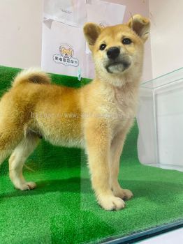 Shiba Inu Puppy Price | Affordable and Healthy Shiba Inu Puppies 柴犬幼犬价格 | 实惠且健康的柴犬幼犬