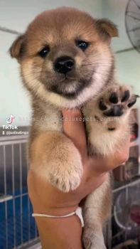 Shiba Dog Breeder 专业柴犬繁育者 | 优质柴犬幼犬出售