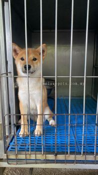 Japanese Shiba Puppy | Purebred Shiba Inu Puppies for Sale 日本柴犬幼犬 | 纯种柴犬幼犬出售