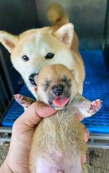 MKA Certified Shiba Inu Puppy for Sale in Malaysia | Vaccinated, Microchipped, Free Pet Taxi