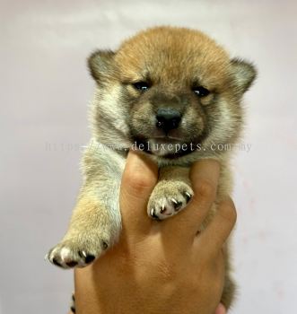 Premium Shiba Inu Puppies for Sale in Kuala Lumpur & Selangor 柴犬 马来西亚 吉隆坡 雪兰莪