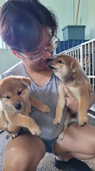 Best Shiba Inu Breeders | Top-rated Shiba Inu Puppies for Sale 最佳柴犬繁育者 | 高质量柴犬幼犬出售