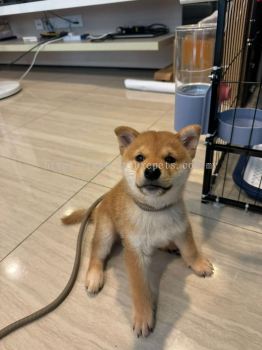 Shiba Inu Kennel 柴犬犬舍