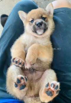 Cheap Shiba Inu for Sale 廉价柴犬出售 | 提供实惠的柴犬幼犬