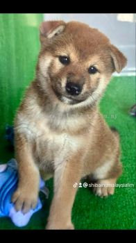 Shiba Inu Puppy Price | Affordable Shiba Inu Puppies for Sale 柴犬幼犬价格 | 实惠的柴犬幼犬出售