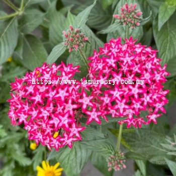 Pentas Lanceolata