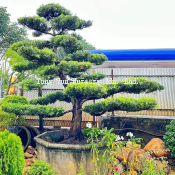 Podocarpus Bonsai 