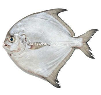 Frozen Silver Pomfret Supplier Malaysia | Cheong Vege