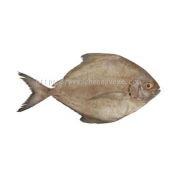 Frozen Black Pomfret Supplier Malaysia | Cheong Vege