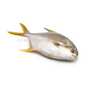 Frozen Golden Pomfret Supplier Malaysia | Cheong Vege