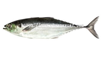 Frozen Torpedo Scad (Ikan Cencaru) Supplier Malaysia | Cheong Vege