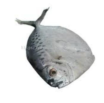 Frozen Ikan Kapak Supplier Malaysia | Cheong Vege