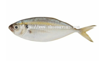 Frozen Yellowstripe Scad (Ikan Selar Kuning) Supplier Malaysia | Cheong Vege