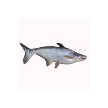 Frozen Black Patin Supplier Malaysia | Cheong Vege
