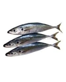 Frozen Sardine Supplier Malaysia | Cheong Vege