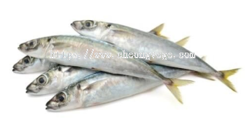 Frozen Ikan Selayang Supplier Malaysia | Cheong Vege