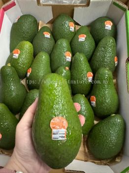 Australia Avocado Hass