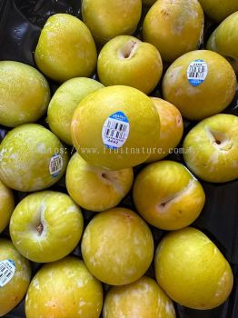 USA King Midas Yellow Plum