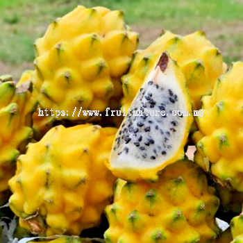 Ecuador Yellow Dragon Fruit