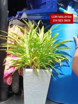 LORI ANGKAT BARANG PANTAI