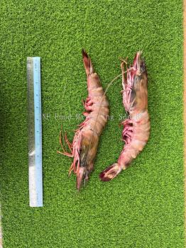 Fresh Chilled Tiger Prawn