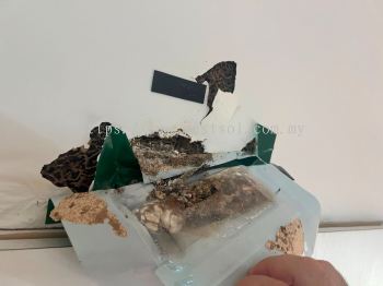 Termite infestation at Damansara