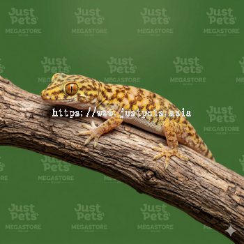 Patrii Gecko