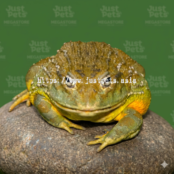 African Bull Frog